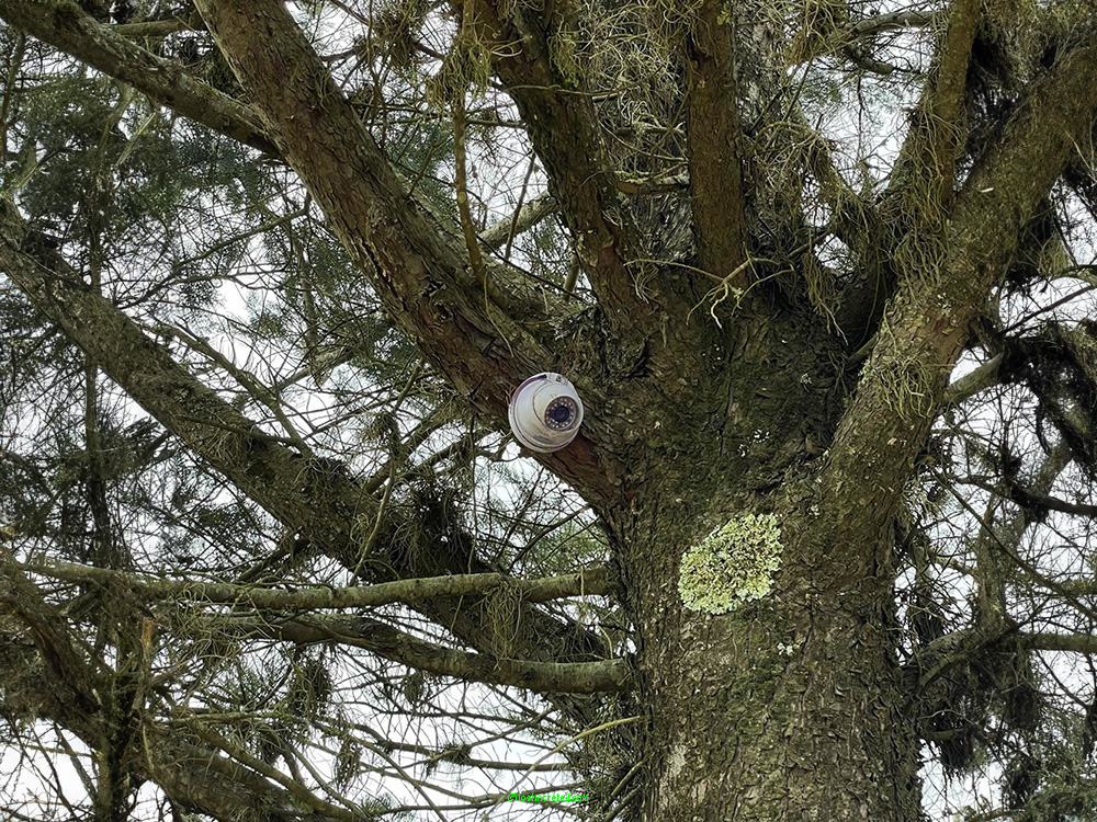 Connected tree, Villa de Leyva, BoyacÃ¡, Colombia