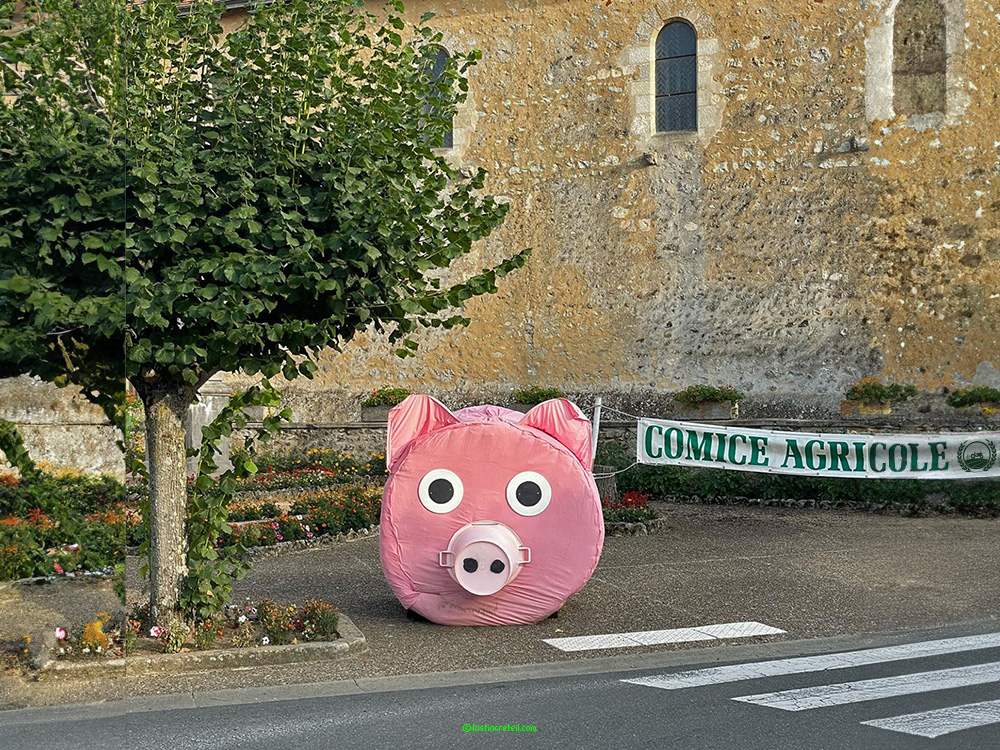 Pig of the Comice Agricole, Courgenard, France
