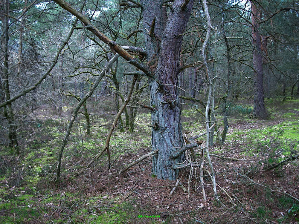 Fontainebleau forest