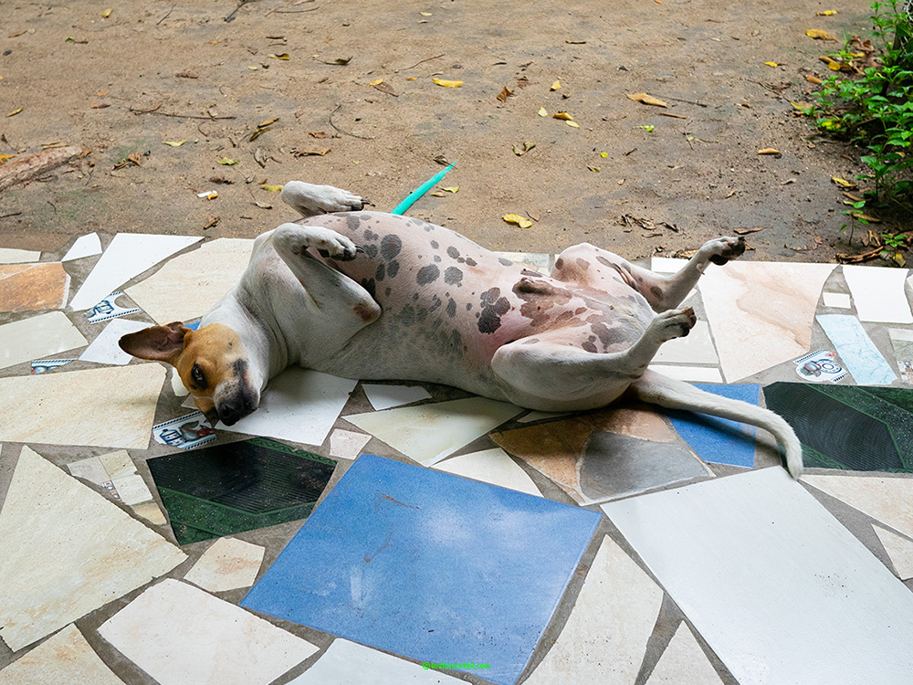 Dog, Isla Grande, Colombia