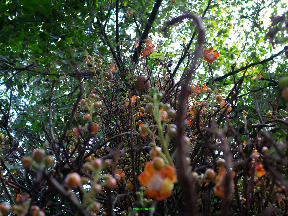 Botanical garden, Medellin, Colombia