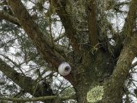 Connected tree, Villa de Leyva, BoyacÃ¡, Colombia