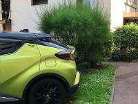 Sharp green